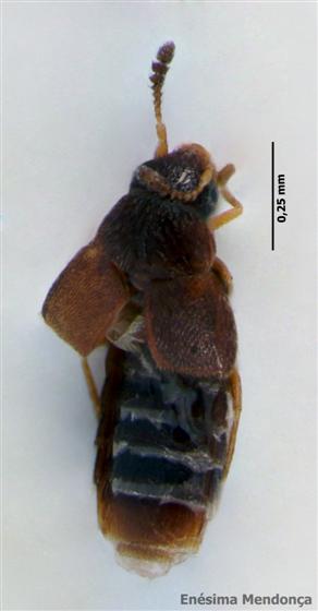 Oligota parva Kraatz, 1862